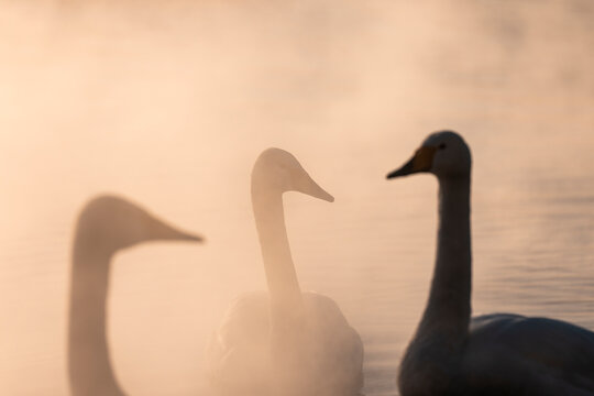 Hot Springs And Whopper Swans In Winter At Lake Kussharo, Japan  