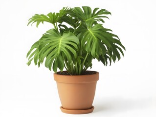 Lush Green Monstera Plant in Terracotta Pot Houseplant