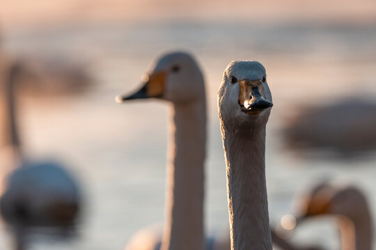 Whopper Swans In Lake Kussharo At Sunset  