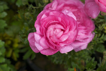 Beautiful Pink ranunculus flower growing in an outdoor flower garden. ranunculus flower closeup, Pink blooming flower, Closeup shot of a beautiful blossoming ranunculus in field
