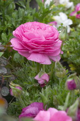 Beautiful Pink ranunculus flower growing in an outdoor flower garden. ranunculus flower closeup, Pink blooming flower, Closeup shot of a beautiful blossoming ranunculus in field