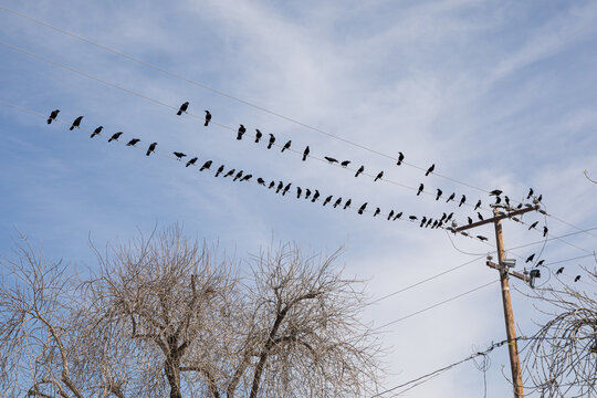 Flock of crows on Power Lines in Blue Sky in California USA