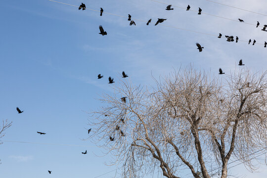 Birds Flying Around Leafless Trees in Winter in California USA