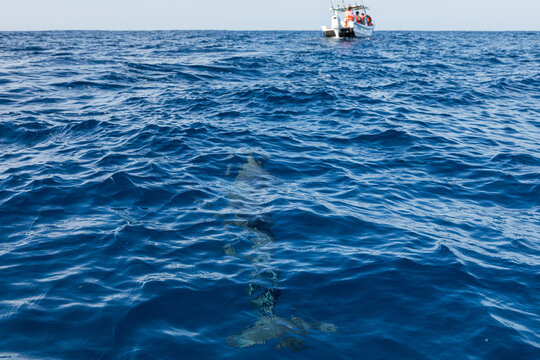 Underwater view of a dolphin swimming near a boat in Oaxaca Mexico