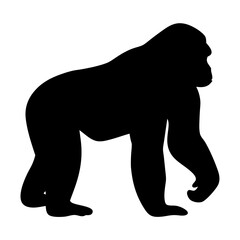 Silhouette of a Gorilla Walking on Four Limbs against a White Background
