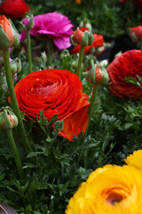 Beautiful Red ranunculus flower growing in an outdoor flower garden. ranunculus flower closeup, Red blooming flower, Closeup shot of a beautiful blossoming ranunculus in field