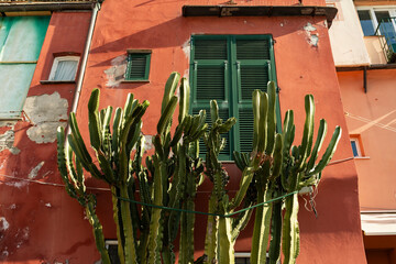 Cactus plants against a rustic house