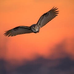 Obraz premium Eagles are flying in the open sky.