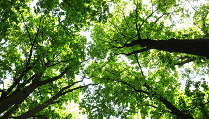 Fototapeta premium Branches of Beautiful Trees with Green Leaves Outdoors, Bottom View