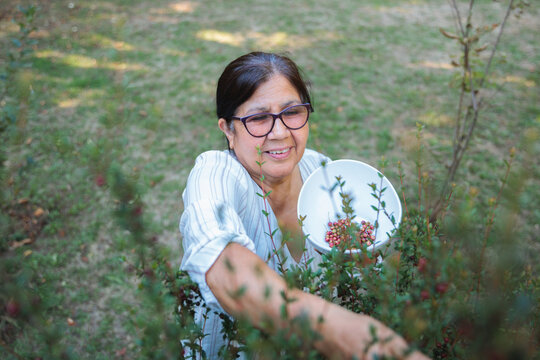 Mature woman harvesting murta berries 