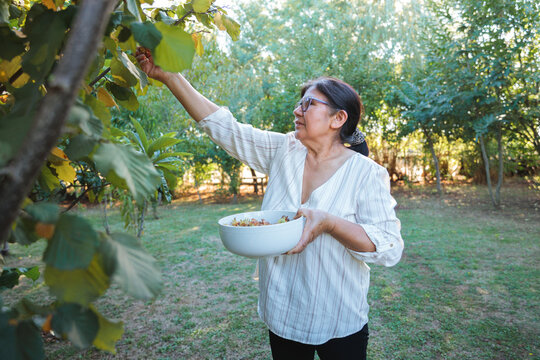 Senior farmer harvesting hazelnuts in orchard