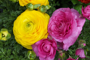 Beautiful Yellow ranunculus flower growing in an outdoor flower garden. ranunculus flower closeup, Yellow blooming flower, Closeup shot of a beautiful blossoming ranunculus in field