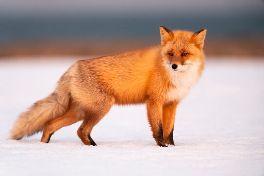 Close-Up Ezo Red Fox Standing On snow Covered Beach, Hokkaido, Japan