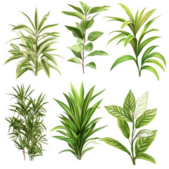 Fototapeta premium Collection of tropical plants. Detailed illustrations of various foliage, including vibrant green leaves, stems, and textures
