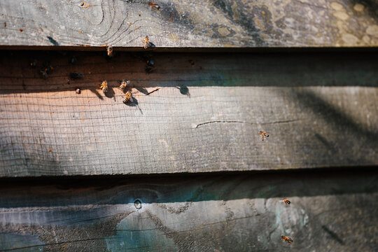Honeybees around the entrance to a nest in a timber building