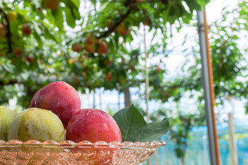 プラム農園　熟したプラム  Plum farm: ripe plums