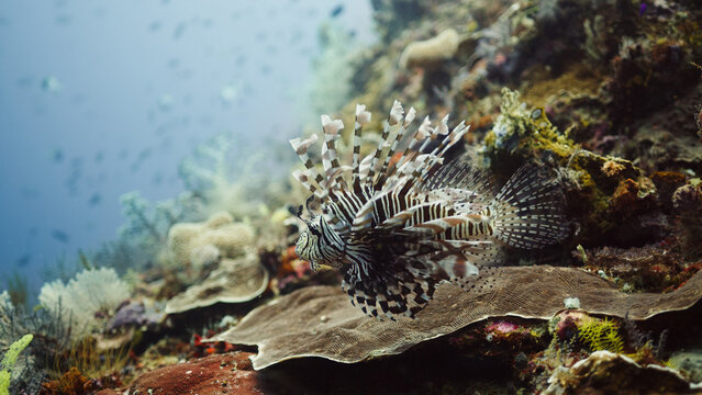 Lionfish underwater