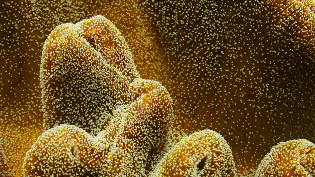 Coral waving on current