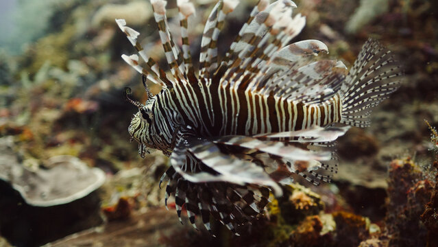 Lionfish underwater