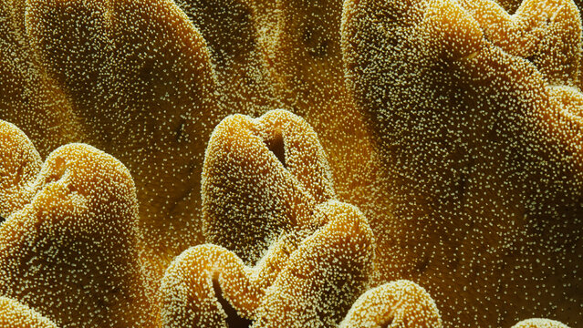 Coral waving on current
