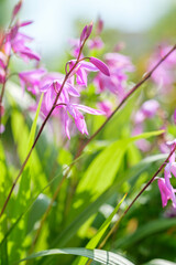 公園で初夏の日差しに輝きそよ風に揺れる紫蘭の花