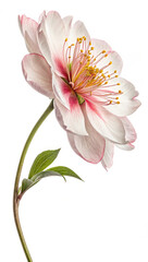 Fototapeta premium flowers isolate white background with clipping-path