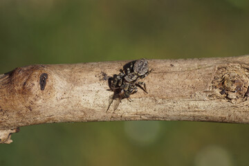 Fencepost jumping spider (Marpissa muscosa) with a fly as prey. Family jumping spiders (Salticidae). On a branch . Spring, April, Netherlands