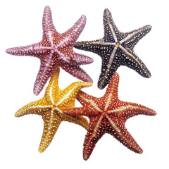 Close-up of four starfish in various colors, clustered together