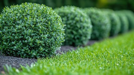 Lush, green topiary spheres border the lawn