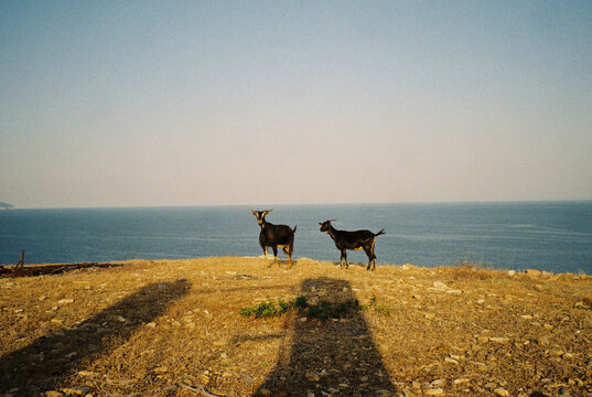 Goats on the seashore