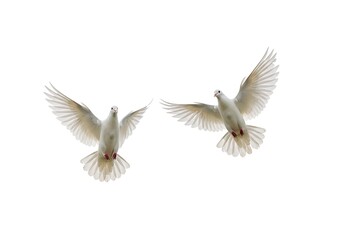 Obraz premium Two white doves flying with wings spread against a stark white background in a minimalist composition