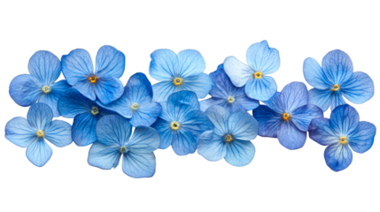 Cluster of small bright blue flowers with yellow centers, cut out transparent