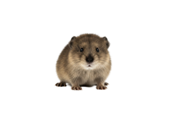 A rotund furry vole sits upright against a stark black backdrop