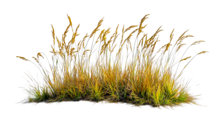Dry yellow grass clump, autumn foliage, flora, cut out transparent