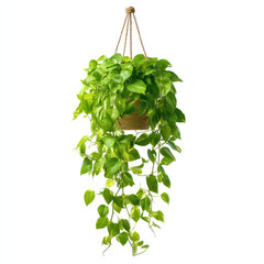 Obraz premium Hanging plant, vibrant green leaves, cascading vines, in a light beige basket