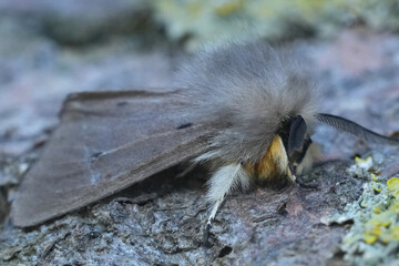 Closeup on a European muslin owlet moth Diaphora mendica on wood