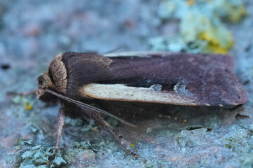 Closeup on a European Flame Shoulder owlet moth, Ochropleura plecta