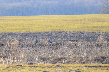 Dancing cranes spread wings in golden evening light on open spring field. Cranes displaying courtship on stubble field, warm mood, low eye-level shot, open farmland, seasonal behavior concept.