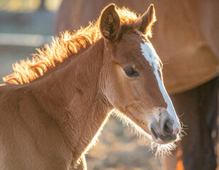 The soft, downy hair of a newborn foal is highlighted in the gentle morning light in a quiet stable setting.