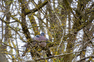 Two wood pigeons nestled quietly on a mossy branch in spring thicket. Calm pigeons resting in dense...