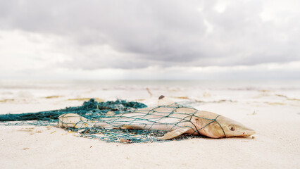Dead fish in ocean, blacktip reef shark, in discarded fishing net on beach, environmental concept,...