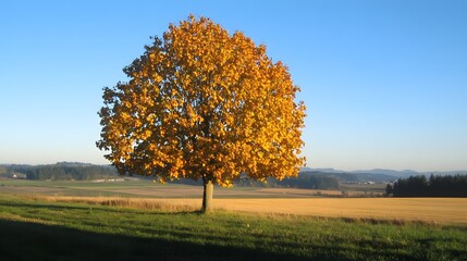 Autumn Tree in Golden Field Landscape Photography