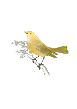 bird on a branch