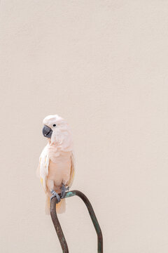 A parrot blends into his background 