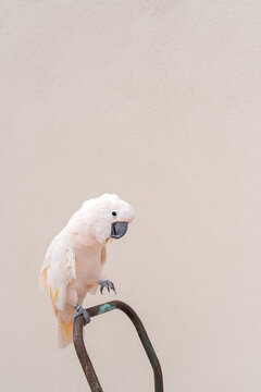 Camera aware cockatoo with copy space