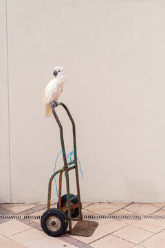 Cockatoo perched on a moving dolly