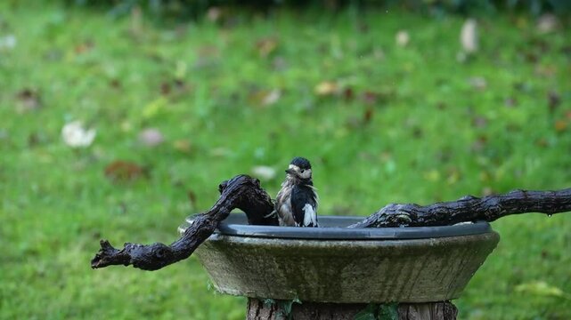 Ein badender Specht in einem Vogelbad