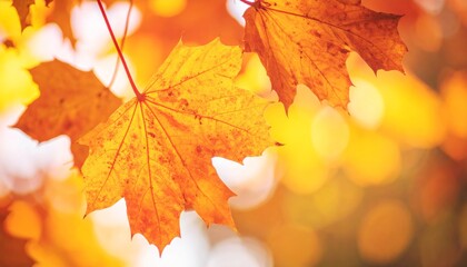 Obraz premium Autumn Maple Leaves – Warm Rustic Fall Background 