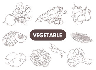 hand drawn vegetables set