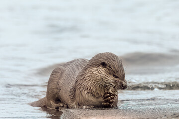 Eurasian Otter (Lutra lutra)